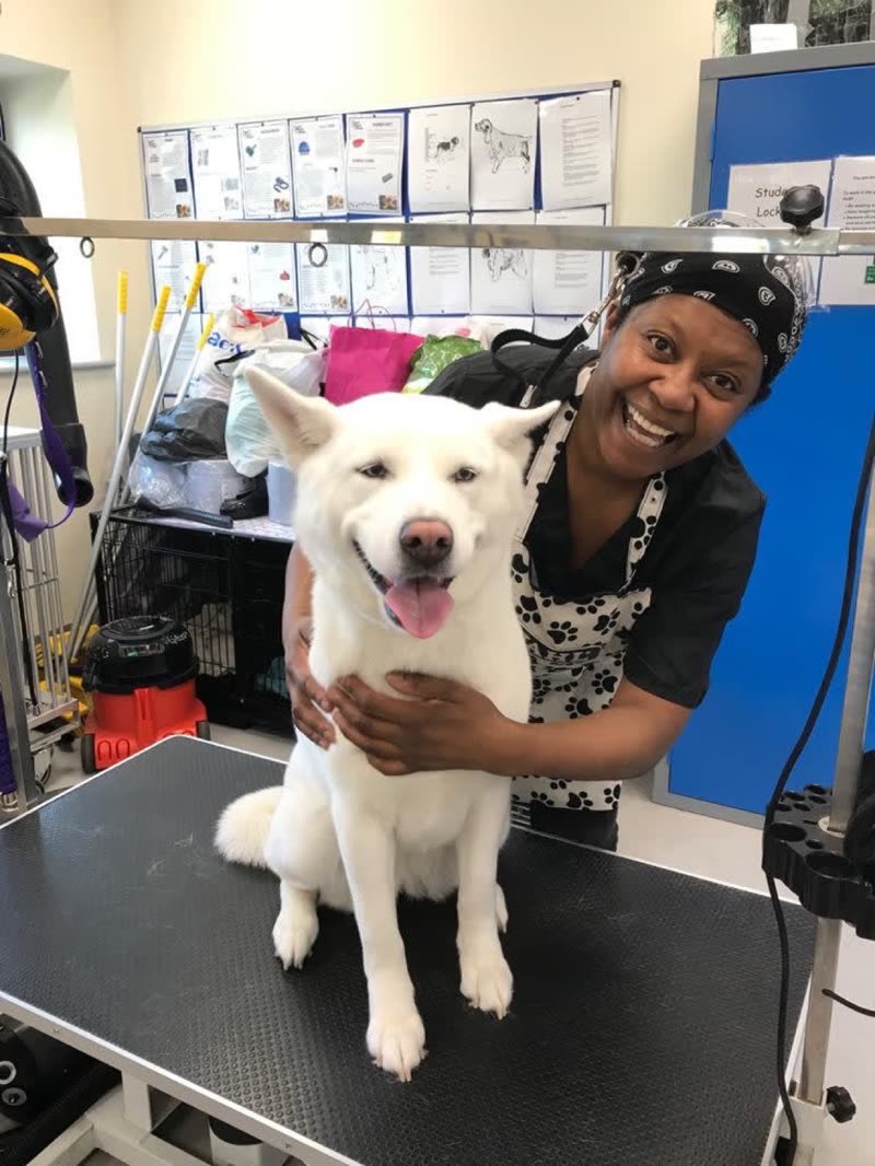 Inside the salon: a groomer with a white husky-type dog on the grooming table