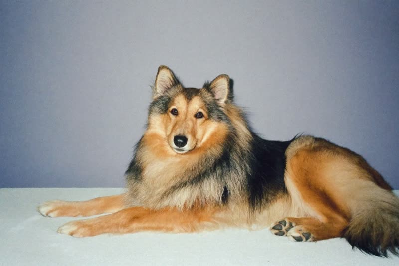 A freshly groomed long-haired dog resting on a clean towel