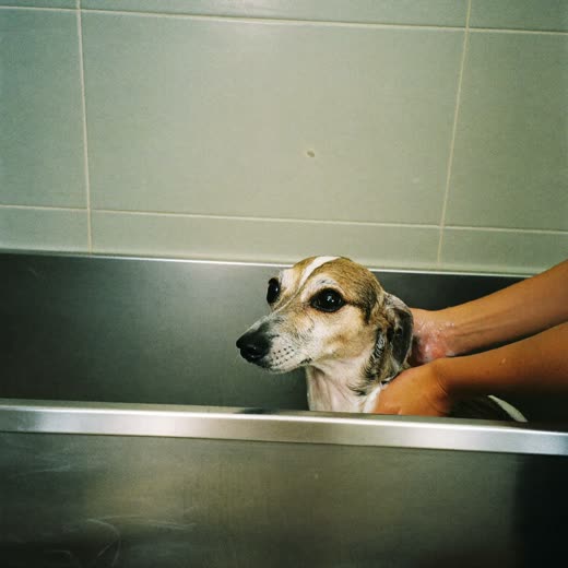 A small dog being bathed in a grooming tub