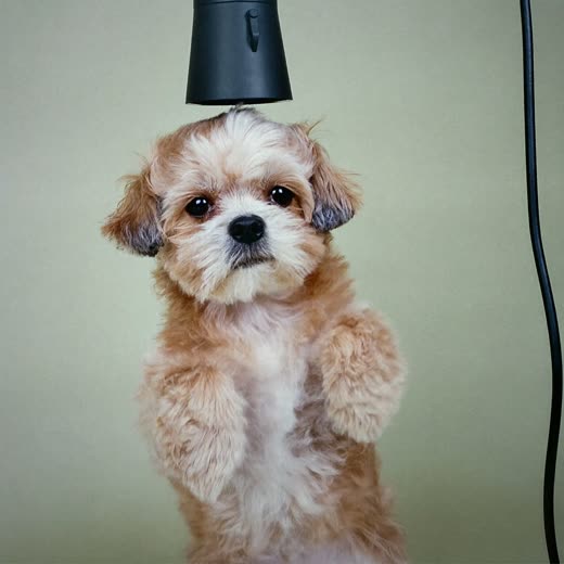 A small dog being blow-dried after a bath