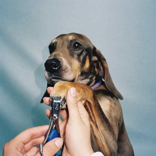 A dog's paw held for nail clipping