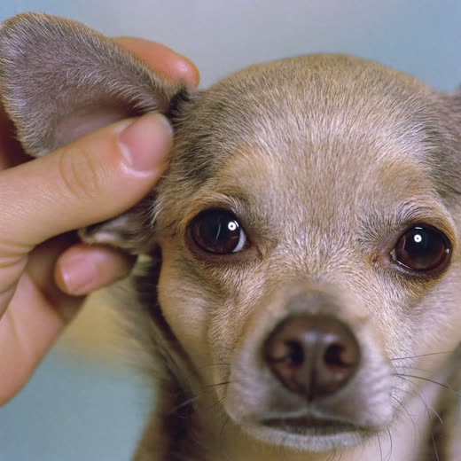 A small dog having its face and ears gently cleaned